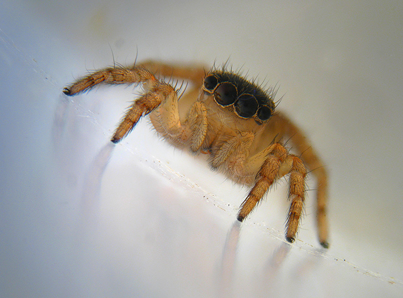 Euophrys sp.   -  Milano